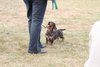 Houndshow2011_18