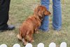 Houndshow2011_17