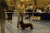 greatjointdachshund2011_14