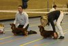 greatjointdachshund2011_53