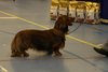 greatjointdachshund2011_6