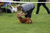 longhaireddachshundopen2011_7