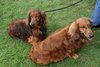 longhaireddachshundopen2011_23