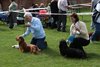 longhaireddachshundopen2011_11