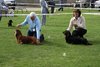 longhaireddachshundopen2011_9