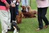 longhaireddachshundopen2011_28