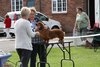 longhaireddachshundopen2011_3