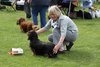 longhaireddachshundopen2011_13