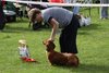 longhaireddachshundopen2011_5