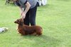 longhaireddachshundopen2011_16