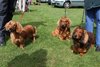 longhaireddachshundopen2011_21