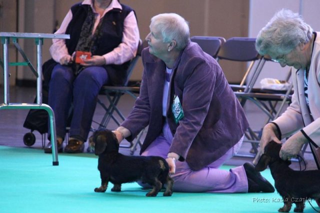 crufts_dachshunds001.jpg