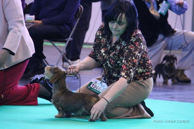 crufts_dachshunds002.jpg