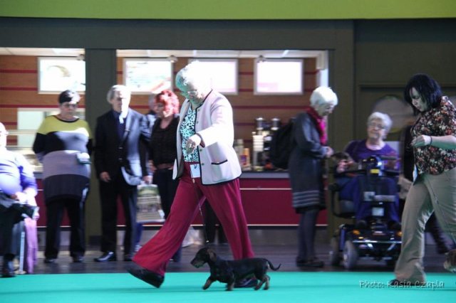 crufts_dachshunds009.jpg