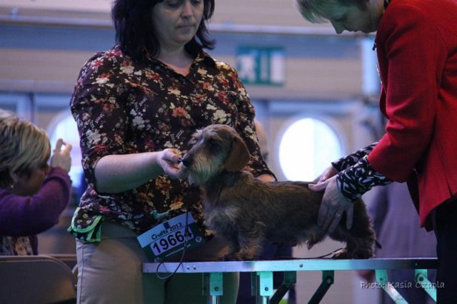 crufts_dachshunds028.jpg