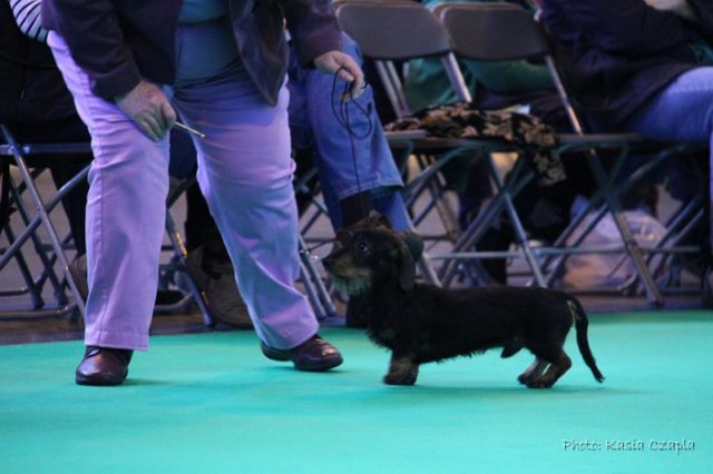 crufts_dachshunds030.jpg