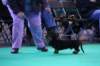 crufts_dachshunds030_small.jpg