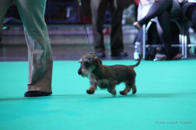 crufts_dachshunds033.jpg