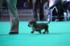 crufts_dachshunds033_small.jpg