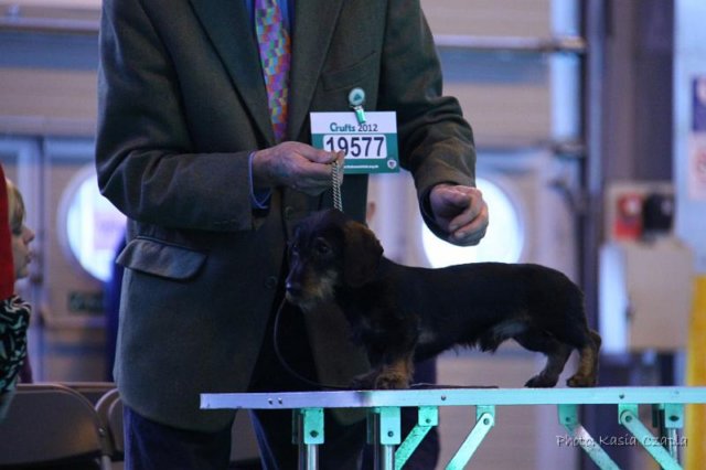 crufts_dachshunds037.jpg