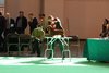 crufts2012_24