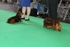 crufts2012_7