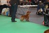 crufts2012_72