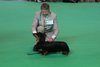 crufts2012_34