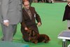 crufts2012_80