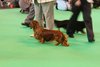 crufts2012_55