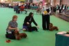 crufts2012_105