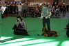 crufts2012_14