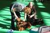 crufts2012_16