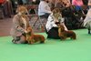 crufts2012_28