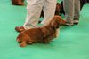 crufts2012_48