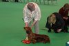 crufts2012_60