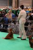 crufts2012_12