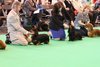 crufts2012_96