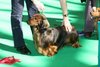 crufts2012_3