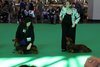 crufts2012_13