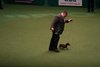 crufts2012_149