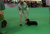 crufts2012_36