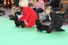 crufts2012_41