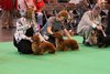 crufts2012_98