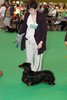 crufts2012_83