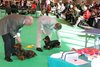 crufts2012_40