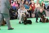 crufts2012_33