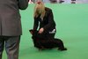 crufts2012_56