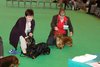 crufts2012_85