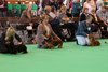 crufts2012_53